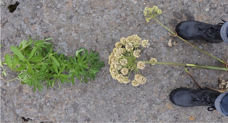 Silent Walk – Herbarium